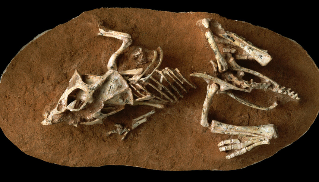 En Protoceratops som døde mens den fortsatt lå i egget. Fossilet ble funnet i Gobi-ørkenen. (Foto: © AMNH/M. Ellison) En Protoceratops som døde mens den fortsatt lå i egget. Fossilet ble funnet i Gobi-ørkenen. (Foto: © AMNH/M. Ellison)