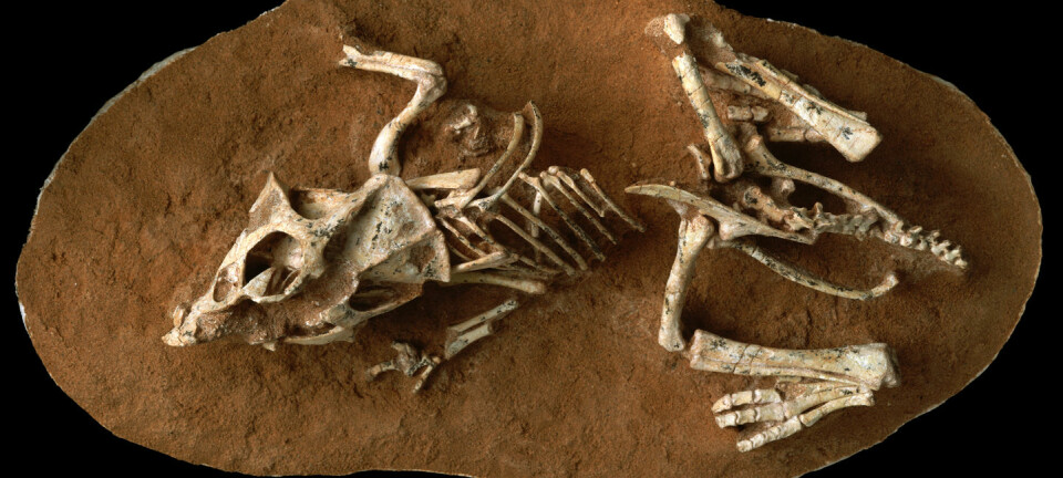En Protoceratops som døde mens den fortsatt lå i egget. Fossilet ble funnet i Gobi-ørkenen. (Foto: © AMNH/M. Ellison)
