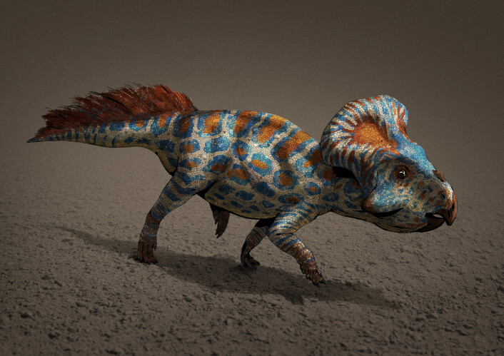 En Proteceratops, slik den kan ha sett ut. (Foto: (Bilde: AntoninJury/<a href="https://creativecommons.org/licenses/by-sa/4.0/">CC BY-SA 4.0</a>)) En Proteceratops, slik den kan ha sett ut. (Foto: (Bilde: AntoninJury/<a href="https://creativecommons.org/licenses/by-sa/4.0/">CC BY-SA 4.0</a>))