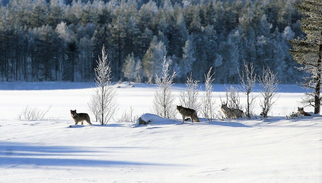 Ulver i Slettåsflokken ved Osensjøen i Åmot kommune 25. januar 2015. (Foto: Robert Huldt) Ulver i Slettåsflokken ved Osensjøen i Åmot kommune 25. januar 2015. (Foto: Robert Huldt)