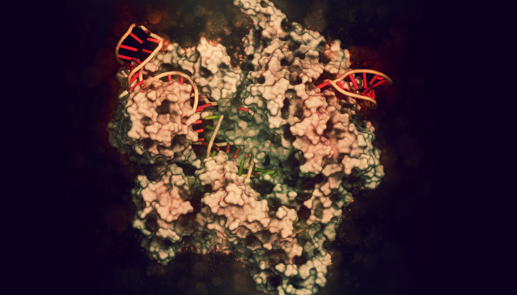 CRISPR Cas9 kan klippe DNA der vi måtte ønske det, men kan i praksis være vanskelig å kontrollere. Nå har forskerne funnet en stopp-knapp. (Illustrasjon: molekuul_be / Shutterstock / NTB scanpix) CRISPR Cas9 kan klippe DNA der vi måtte ønske det, men kan i praksis være vanskelig å kontrollere. Nå har forskerne funnet en stopp-knapp. (Illustrasjon: molekuul_be / Shutterstock / NTB scanpix)