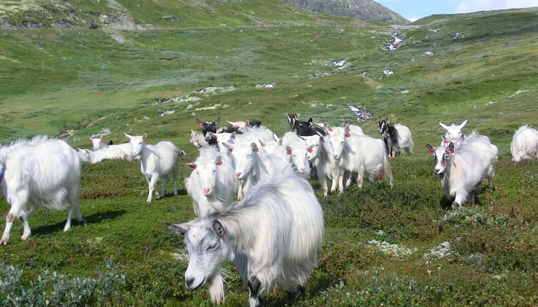 Litt under halvparten av landet vårt er utmark som kan bli brukt til beite. Områdene er såpass gode at dyrene kan spise seg store og fete, som geita her ved Lykkjestølane Øystre Slidre. (Foto: Yngve Rekdal, Nibio) Litt under halvparten av landet vårt er utmark som kan bli brukt til beite. Områdene er såpass gode at dyrene kan spise seg store og fete, som geita her ved Lykkjestølane Øystre Slidre. (Foto: Yngve Rekdal, Nibio)