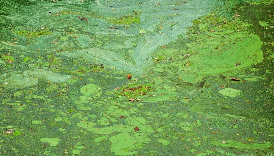 Fjerner miljøgifter med alger