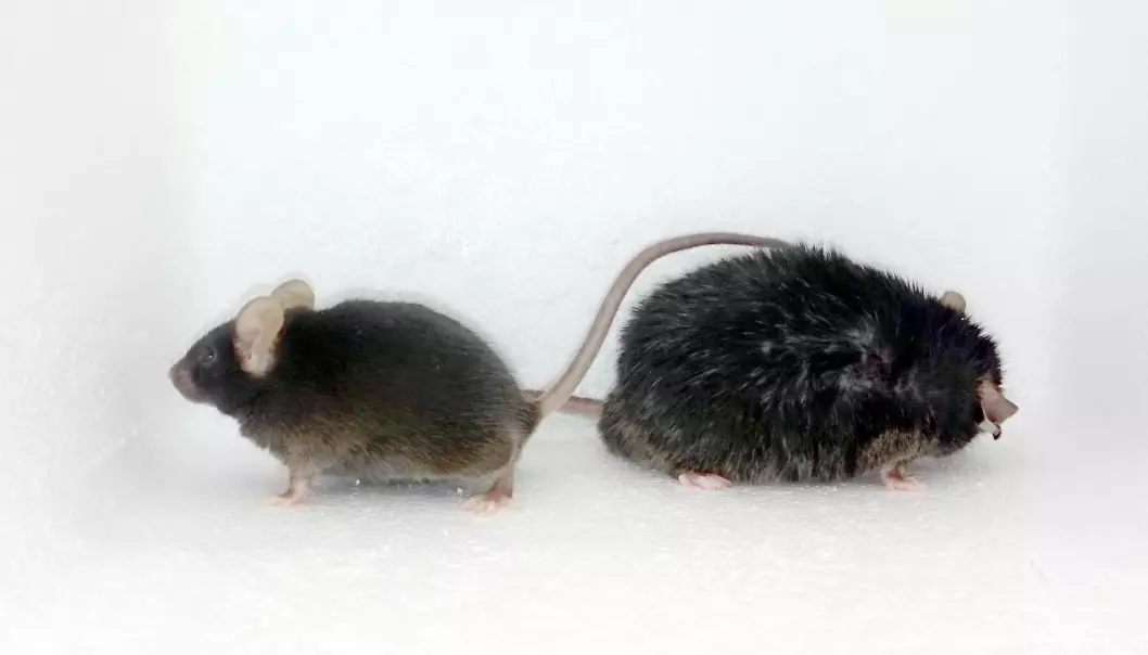 Det var trolig forandringer i dopaminsystemet – ikke vekta – som gjorde at tykke mus beveget seg mindre enn normalt. Lite bevegelse så heller ikke ut til å gi musene mer fedme.  (Foto: Alexxai Kravitz)
