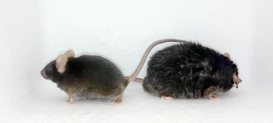 Det var trolig forandringer i dopaminsystemet – ikke vekta – som gjorde at tykke mus beveget seg mindre enn normalt. Lite bevegelse så heller ikke ut til å gi musene mer fedme.  (Foto: Alexxai Kravitz)