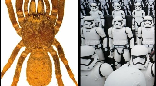 Ny edderkoppslekt oppkalt etter stormtroppene i Star Wars