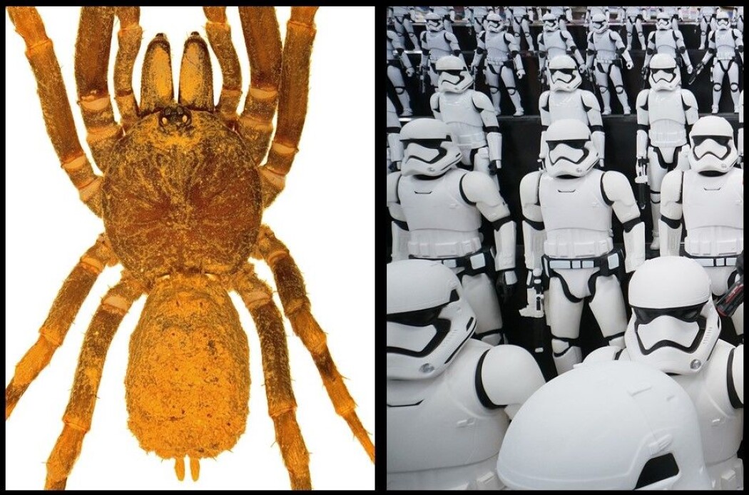 Til venstre et eksemplar av den nye edderkoppslekten Stormtropis. (Foto: Carlos Perafan) Til høyre stormtropper fra en Star Wars-utstilling i Tokyo. (Foto: Syaheir Azizan, Colourbox) Til venstre et eksemplar av den nye edderkoppslekten Stormtropis. (Foto: Carlos Perafan) Til høyre stormtropper fra en Star Wars-utstilling i Tokyo. (Foto: Syaheir Azizan, Colourbox)