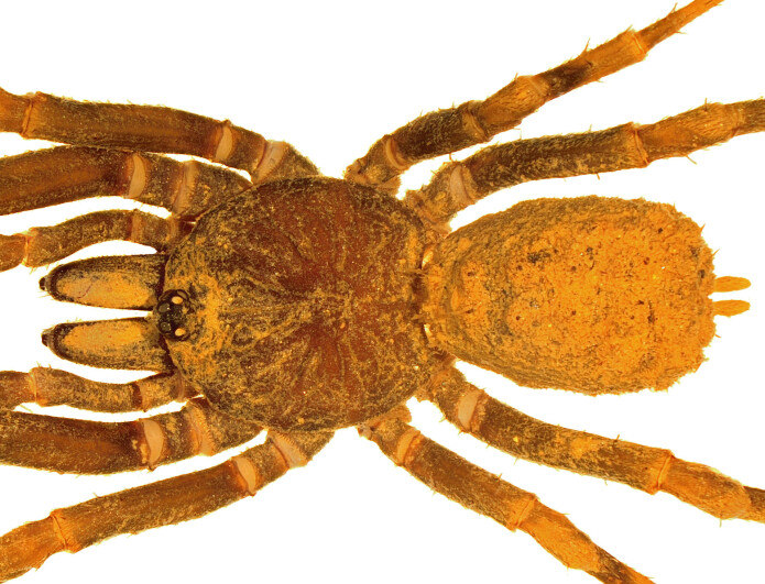 <i>Stormtropis paisa</i>. (Foto: Carlos Perafan) <i>Stormtropis paisa</i>. (Foto: Carlos Perafan)