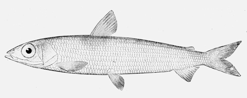 De store øynene avslører at vassilda er en dyphavsfisk. Om noen en sjelden gang får den inntil halvmeter lange fisken på kroken, så spiser de den neppe. (Foto: (Illustrasjon fra Wikimedia Commons))