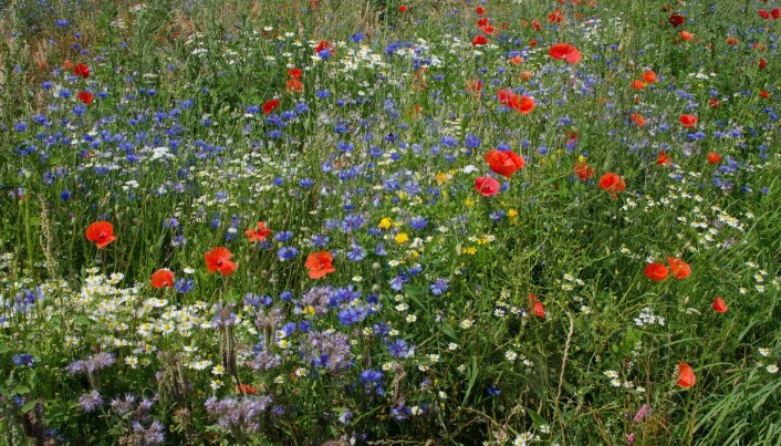 Blomsterrike åkerkanter har positiv effekt på biologisk mangfold. (Foto: Morten Günther) Blomsterrike åkerkanter har positiv effekt på biologisk mangfold. (Foto: Morten Günther)