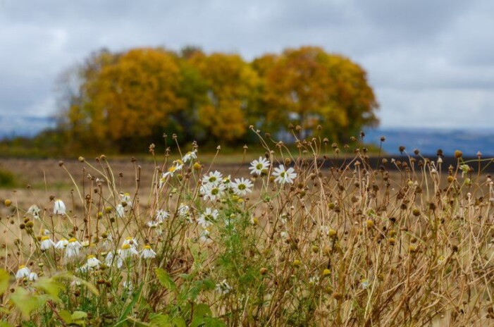 Et variert kulturlandskap gir grunnlag for større biologisk mangfold. (Foto: Morten Günther) Et variert kulturlandskap gir grunnlag for større biologisk mangfold. (Foto: Morten Günther)