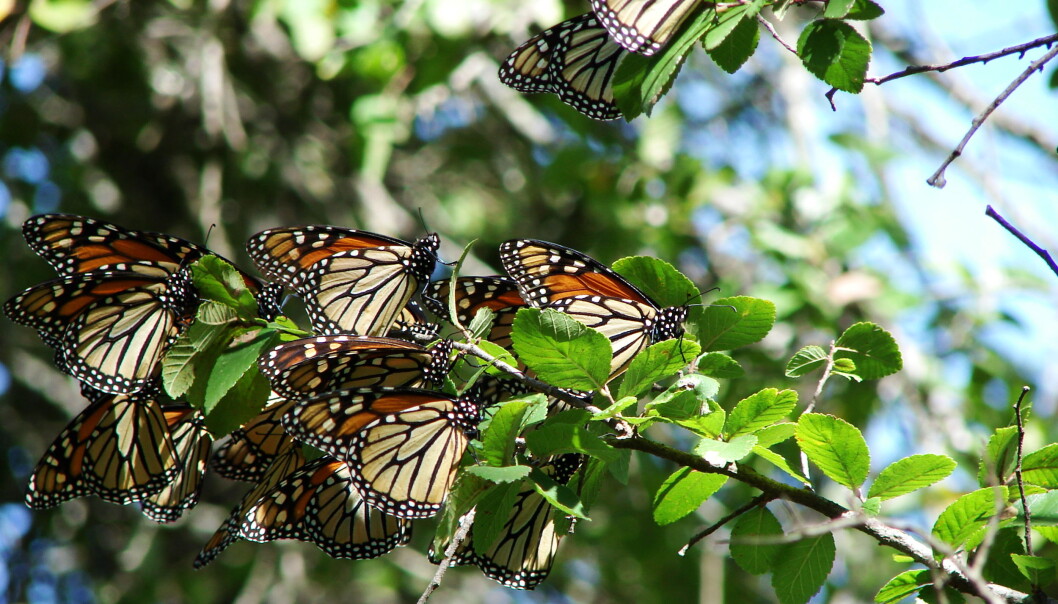 Monarksommerfuglen er en av de mest kjente insektene som reiser over lange avstander. Den migrerer fra nord i USA til Mexico hvert eneste år. Men massevis av insekter migrerer hver eneste vår og høst i Europa også, ifølge en ny studie. (Foto: Loadmaster (David R. Tribble)/<p><a class="mw-mmv-license" href="http://creativecommons.org/licenses/by-sa/3.0" target="_blank">CC BY-SA 3.0</a></p>) Monarksommerfuglen er en av de mest kjente insektene som reiser over lange avstander. Den migrerer fra nord i USA til Mexico hvert eneste år. Men massevis av insekter migrerer hver eneste vår og høst i Europa også, ifølge en ny studie. (Foto: Loadmaster (David R. Tribble)/<p><a class="mw-mmv-license" href="http://creativecommons.org/licenses/by-sa/3.0" target="_blank">CC BY-SA 3.0</a></p>)