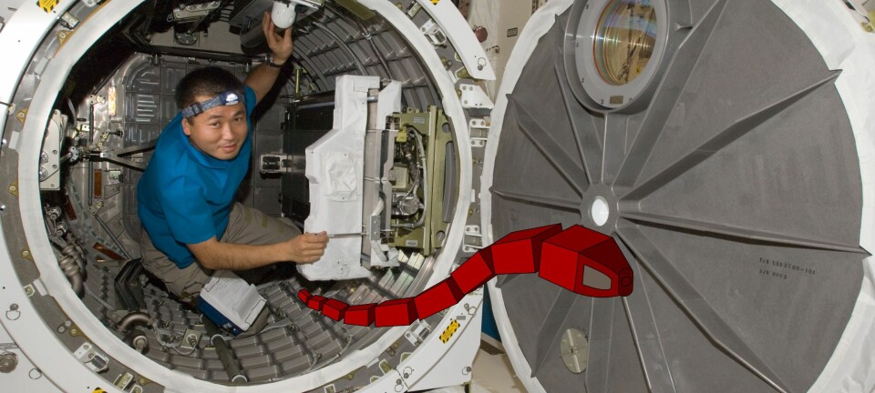 Bildet viser en tenkt slangerobot på romstasjonen ISS - på vei for å inspisere noe for astronauten.  (Foto: ISS/ NASA med illustrasjon av slangerobot fra SINTEF, M. Bjerkeng og Ø.H. Holhjem)