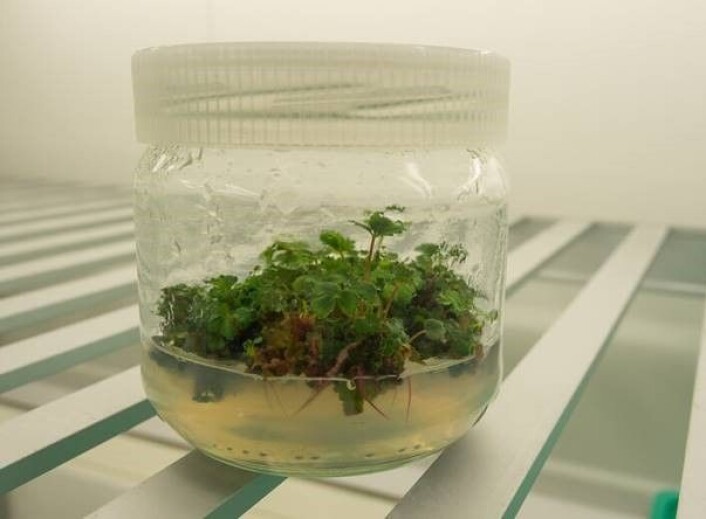 Kryopreserverte jordbærplanter som skal bli planter på jord igjen. (Foto: Sagaplant/ De norske forskningsfondene) Kryopreserverte jordbærplanter som skal bli planter på jord igjen. (Foto: Sagaplant/ De norske forskningsfondene)