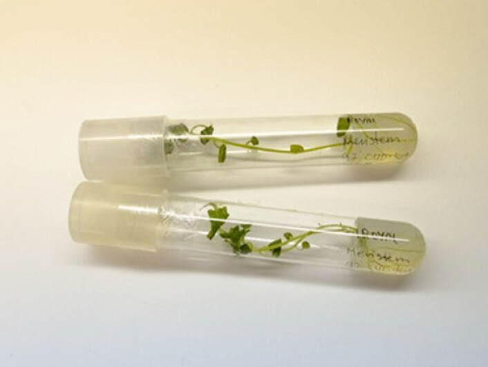 Plassutnyttelsen er effektiv – på dette lille reagensglasset kan det lagres 5-10 planter (Foto: Dag Ragnar Blystad) Plassutnyttelsen er effektiv – på dette lille reagensglasset kan det lagres 5-10 planter (Foto: Dag Ragnar Blystad)
