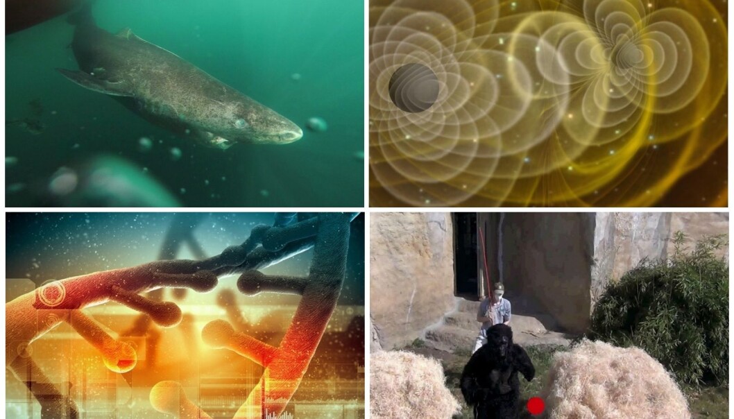 Håkjerring, gravitasjonsbølger, CRISPR og forskere kledd ut som apekatter er blant årets høydepunkter. (Foto og illustrasjoner: Julius Nielsen, Colourbox, NASA, Christopher Krupenye) Håkjerring, gravitasjonsbølger, CRISPR og forskere kledd ut som apekatter er blant årets høydepunkter. (Foto og illustrasjoner: Julius Nielsen, Colourbox, NASA, Christopher Krupenye)