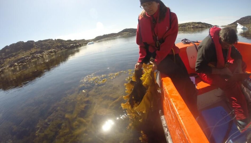 Forskerne overvåket havvannets C02-nivåer og pH-verdi i tareskogene i løpet av sommeren ved Nuuk i det sørvestlige Grønland og Diskobukten lenger mot nord på Vest-Grønland. (Foto: Frida Lindwall) Forskerne overvåket havvannets C02-nivåer og pH-verdi i tareskogene i løpet av sommeren ved Nuuk i det sørvestlige Grønland og Diskobukten lenger mot nord på Vest-Grønland. (Foto: Frida Lindwall)