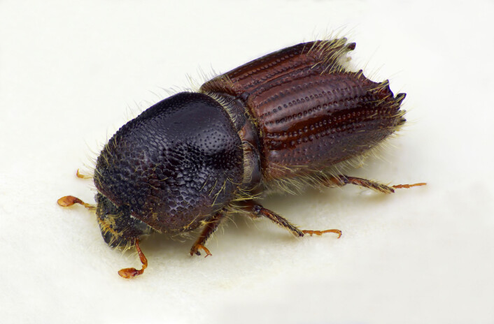 Granbarkbillen - Ips typographus. (Foto: Karsten Sund - Naturhistorisk museum - UiO/ NIBIO) Granbarkbillen - Ips typographus. (Foto: Karsten Sund - Naturhistorisk museum - UiO/ NIBIO)