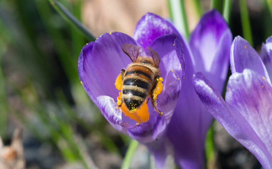 Honningbie samler pollen fra krokus. (Foto: Hallvard Elven, Naturhistorisk museum)