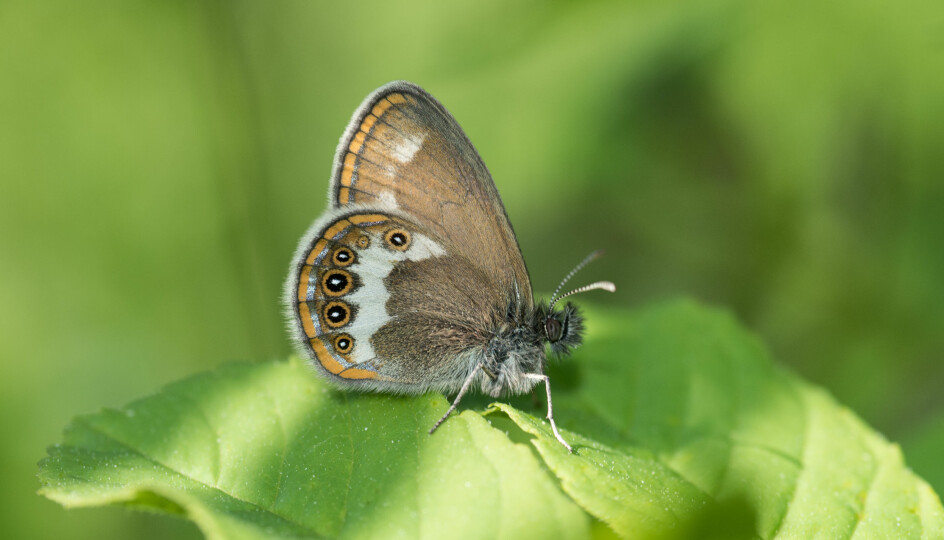 Heroringvinge er en av våre truede sommerfuglarter. (Foto: Hallvard Elven / Naturhistorisk museum)