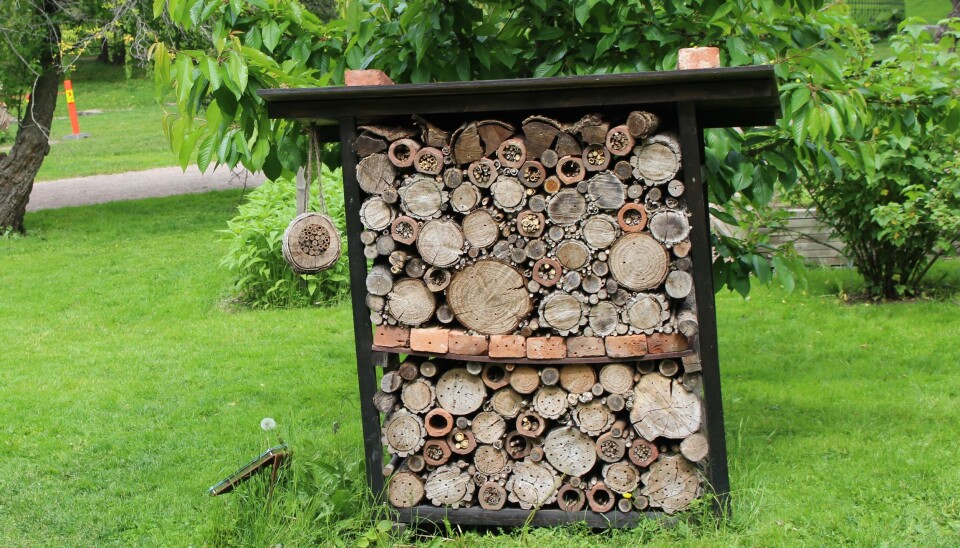 Insekthotell i Botanisk hage. Naturhistorisk museum har planer om å sette opp flere insekthoteller for å forske på nytteverdien av dem. (Foto: Dag Inge Danielsen)