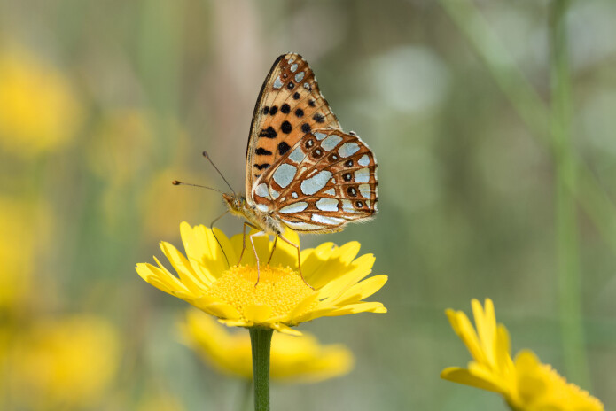 Sølvkåpe <i>Issoria lathonia</i> i ferd med å suge nektar fra gul gåseblom. (Foto: Hallvard Elven / Naturhistorisk museum) Sølvkåpe <i>Issoria lathonia</i> i ferd med å suge nektar fra gul gåseblom. (Foto: Hallvard Elven / Naturhistorisk museum)
