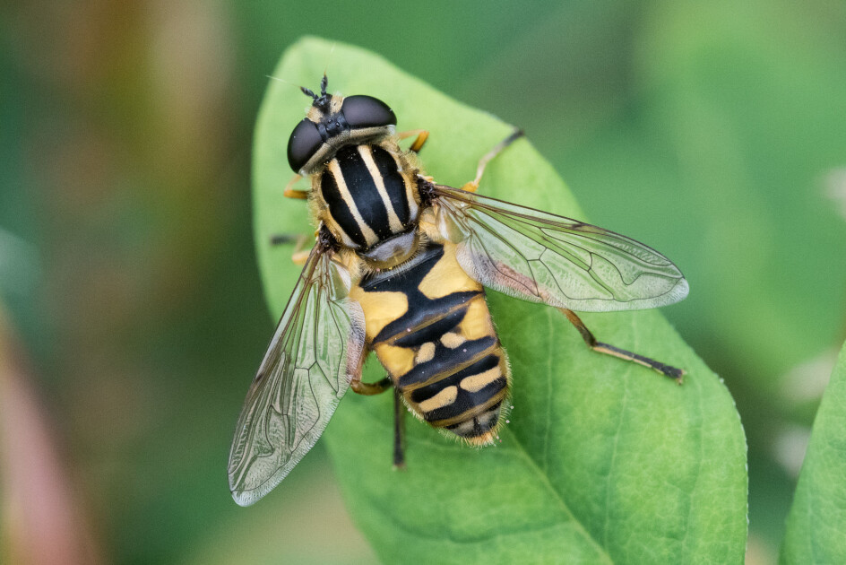 Vanlig solflue Helophilus pendulus er en av blomsterflueartene som er viktige for pollineringen i Norge. (Foto: Hallvard Elven / Naturhistorisk museum)