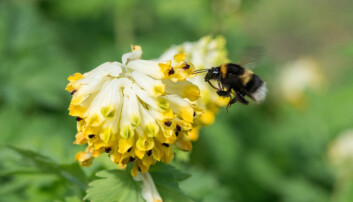 Hagehumle Bombus hortorum på sibirlerkespore i Botanisk hage. Hagehumle er en av de langtungede humleartene, noe som synes godt på bildet. (Foto: Hallvard Elven / Naturhistorisk museum) Hagehumle Bombus hortorum på sibirlerkespore i Botanisk hage. Hagehumle er en av de langtungede humleartene, noe som synes godt på bildet. (Foto: Hallvard Elven / Naturhistorisk museum)