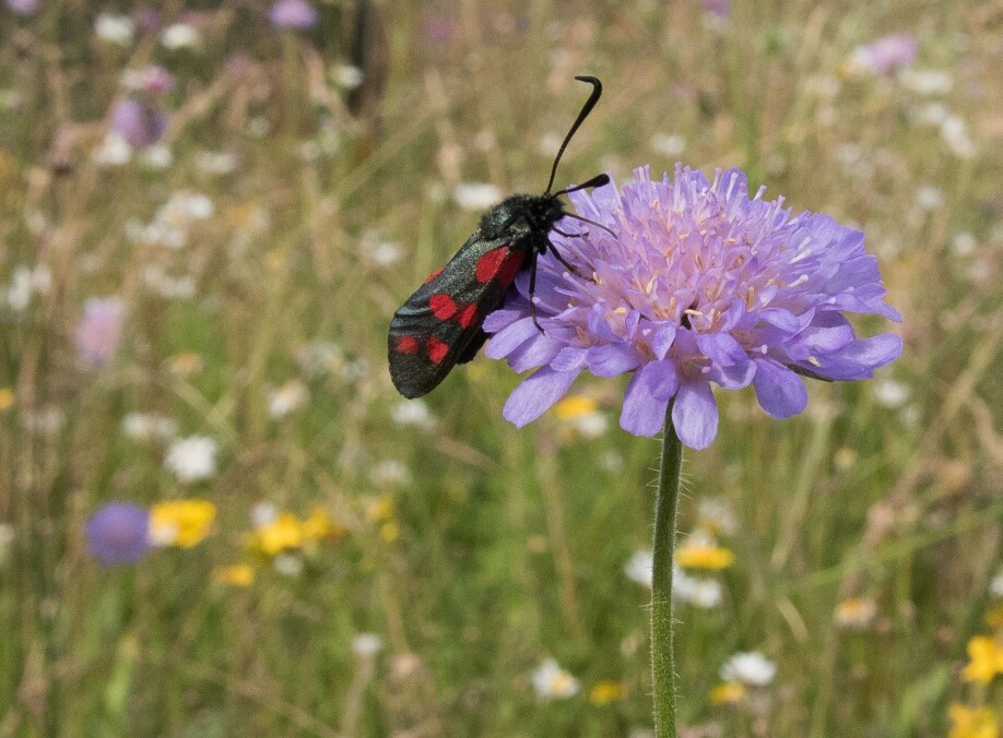 Seksflekket bloddråpesvermer er en av våre mange pollinerende sommerfuglarter. (Foto: Hallvard Elven / Naturhistorisk museum)