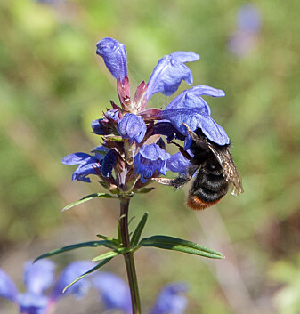 Dronning av steinhumle <i>Bombus lapidarius</i> på dragehode. Dragehode er en typisk humletilpasset plante, med blå blomster utstyrt med et dypt nektarrør og med et inngangsparti som få andre blomsterbesøkende insekter klarer å komme inn gjennom. (Foto: Hallvard Elven, Naturhistorisk museum) Dronning av steinhumle <i>Bombus lapidarius</i> på dragehode. Dragehode er en typisk humletilpasset plante, med blå blomster utstyrt med et dypt nektarrør og med et inngangsparti som få andre blomsterbesøkende insekter klarer å komme inn gjennom. (Foto: Hallvard Elven, Naturhistorisk museum)