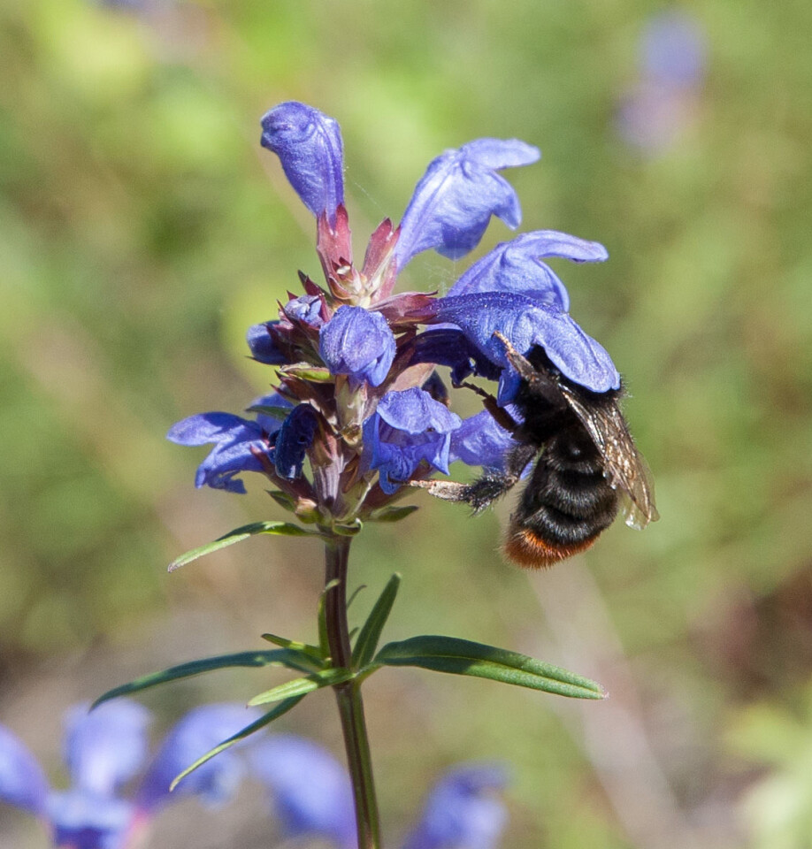 Dronning av steinhumle Bombus lapidarius på dragehode. Dragehode er en typisk humletilpasset plante, med blå blomster utstyrt med et dypt nektarrør og med et inngangsparti som få andre blomsterbesøkende insekter klarer å komme inn gjennom. (Foto: Hallvard Elven, Naturhistorisk museum)