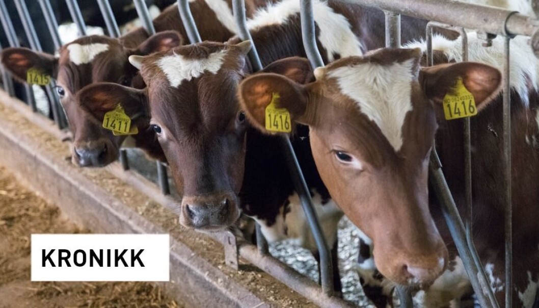 − Selv om ammekua spiser mest gress, forbruker den i tillegg minst like mye kraftfôr som svin og fjørfe, når en også regner med innefôringssesongen, skriver kronikkforfatterne. (Illustrasjonsfoto: Terje Bendiksby / NTB scanpix) − Selv om ammekua spiser mest gress, forbruker den i tillegg minst like mye kraftfôr som svin og fjørfe, når en også regner med innefôringssesongen, skriver kronikkforfatterne. (Illustrasjonsfoto: Terje Bendiksby / NTB scanpix)