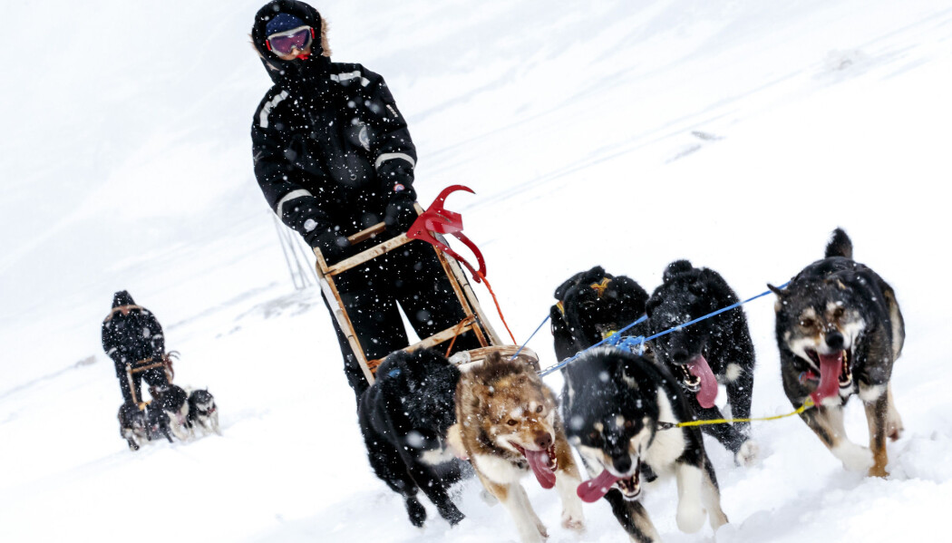 Det er selve utfordringa med hundekjøring som motiverer utøverne aller mest. (Foto: Heiko Junge, NTB scanpix) Det er selve utfordringa med hundekjøring som motiverer utøverne aller mest. (Foto: Heiko Junge, NTB scanpix)