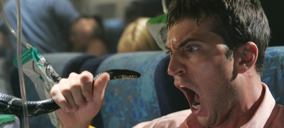 Å være redd for slanger er en av de vanligste fobiene. Her fra filmen Snakes on a Plane. (Foto: SF Norge AS)
