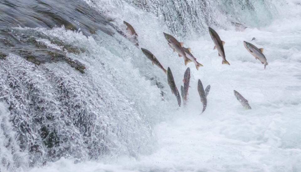 Atlanterhavslaksen svømmer ut mot havet når det er tid for å bli kjønnsmoden. På bildet ser man laks svømme motstrøms i Brooks Falls, Alaska.  (Foto: Sekar B/Shutterstock/NTB scanpix)