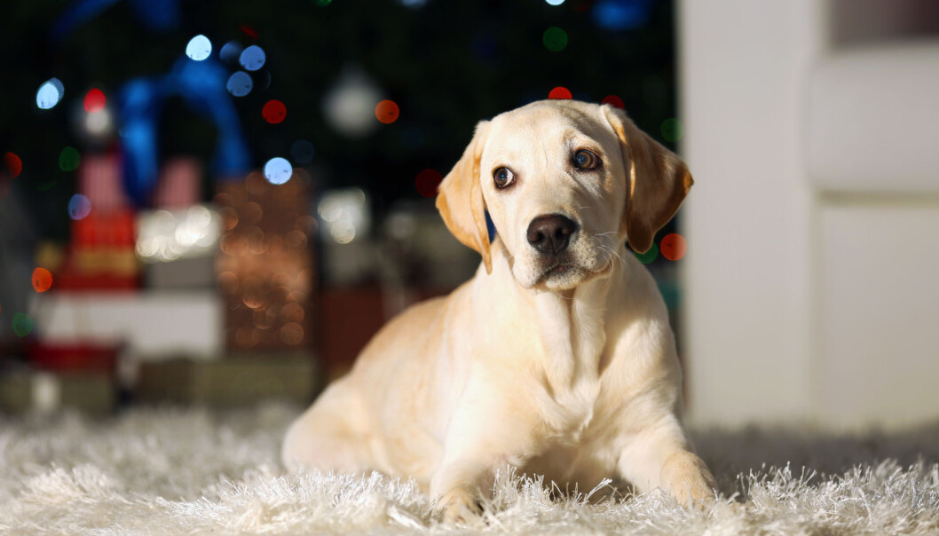 Et av rådene er å lufte hunden så tidlig som mulig på dagen, gjerne en lang tur som sliter den litt ut. (Foto: Shutterstock / NTB scanpix) Et av rådene er å lufte hunden så tidlig som mulig på dagen, gjerne en lang tur som sliter den litt ut. (Foto: Shutterstock / NTB scanpix)
