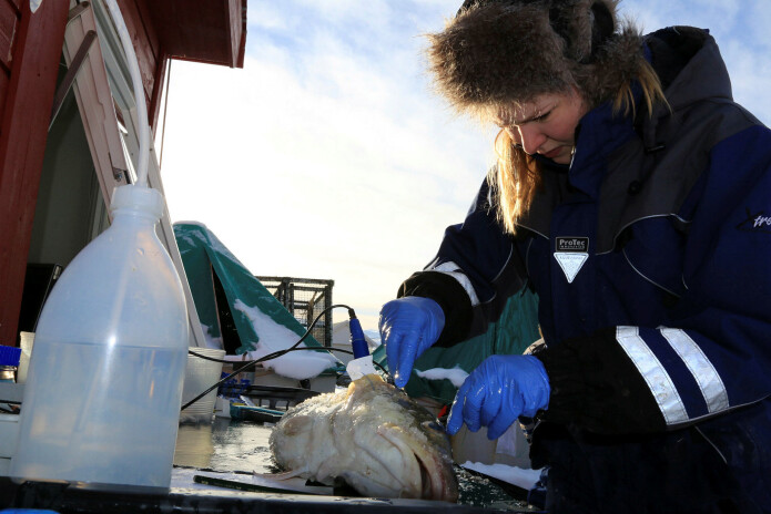 Som del av doktorgradsarbeidet mitt gjorde eg mange ulike målingar for å vurdere torsken sitt stressnivå. Foto: Lidunn M. Boge © Nofima Som del av doktorgradsarbeidet mitt gjorde eg mange ulike målingar for å vurdere torsken sitt stressnivå. Foto: Lidunn M. Boge © Nofima