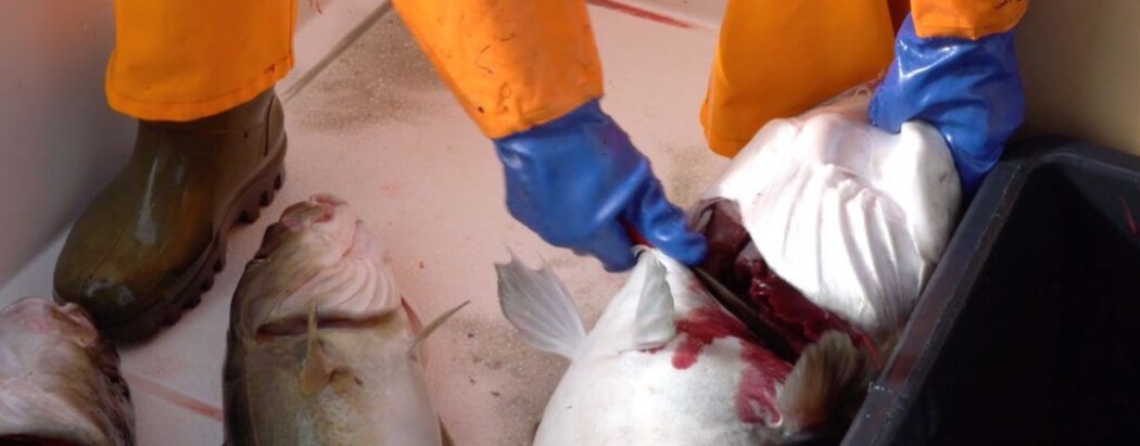 Forskere vet nå mer om hvordan restblod i fiskekjøttet blir påvirket av fangst og håndteringen i båten. (Foto: Geir Sogn-Grundvåg, Nofima) Forskere vet nå mer om hvordan restblod i fiskekjøttet blir påvirket av fangst og håndteringen i båten. (Foto: Geir Sogn-Grundvåg, Nofima)