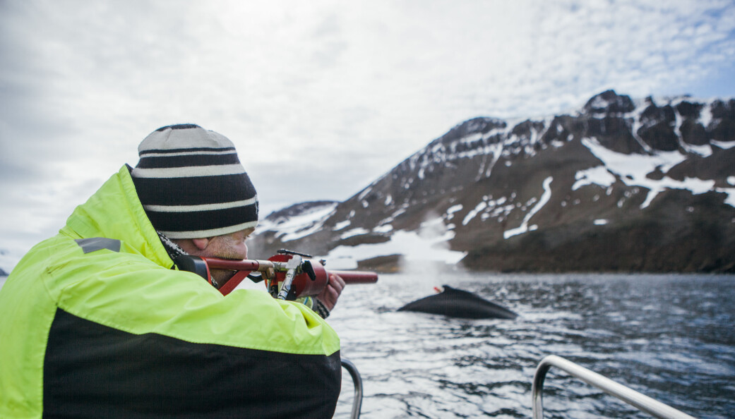 Under Antarktis-toktet tidligere i år talte forskerne mer enn 1200 hvaler. Her skyter toktleder Bjørn Krafft et satellittmerke i en knølhval. (Foto: Oda Linnea Brekke Iden / Havforskningsinstituttet) Under Antarktis-toktet tidligere i år talte forskerne mer enn 1200 hvaler. Her skyter toktleder Bjørn Krafft et satellittmerke i en knølhval. (Foto: Oda Linnea Brekke Iden / Havforskningsinstituttet)