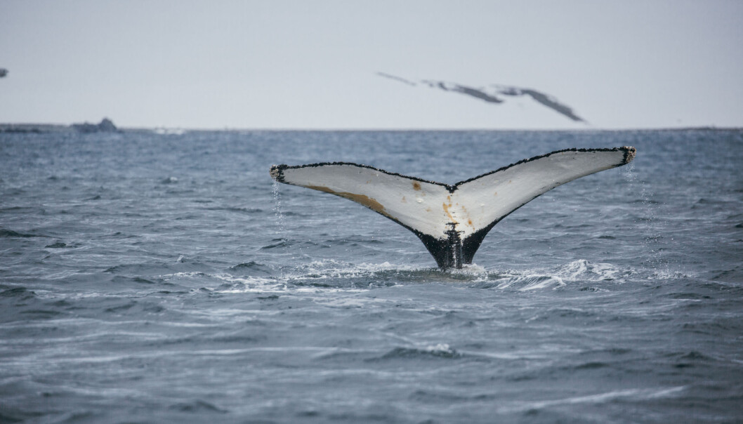 En knølhval er i ferd med å dykke utenfor King George Island ved Antarktis. (Foto: Oda Linnea Brekke Iden / Havforskningsinstituttet) En knølhval er i ferd med å dykke utenfor King George Island ved Antarktis. (Foto: Oda Linnea Brekke Iden / Havforskningsinstituttet)