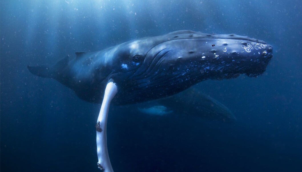 Knølhvalen er en ekshibisjonist som viser mye av seg selv, ifølge hvalekspert Nils Øien. Her viser en av dem seg frem i Barentshavet. (Fotograf: Audun Rikardsen) Knølhvalen er en ekshibisjonist som viser mye av seg selv, ifølge hvalekspert Nils Øien. Her viser en av dem seg frem i Barentshavet. (Fotograf: Audun Rikardsen)
