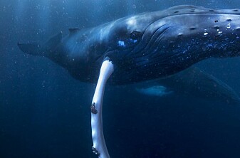Velkommen til hvalenes forunderlige verden