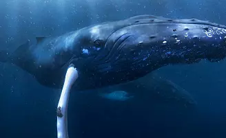 Velkommen til hvalenes forunderlige verden