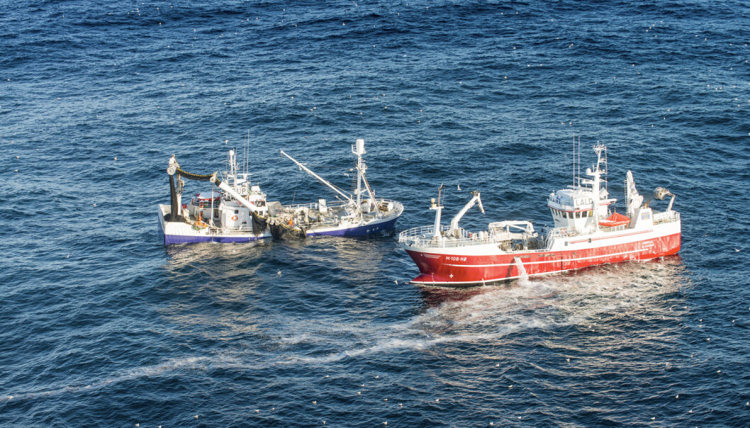 - Fisk som sild og makrell kan ha like lave klimaspor som mange grønnsaker, skriver SINTEF-forsker. (Foto: Per Eide / Samfoto / NTB scanpix) - Fisk som sild og makrell kan ha like lave klimaspor som mange grønnsaker, skriver SINTEF-forsker. (Foto: Per Eide / Samfoto / NTB scanpix)