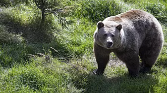Bjørner på bærtur i et landskap av frykt