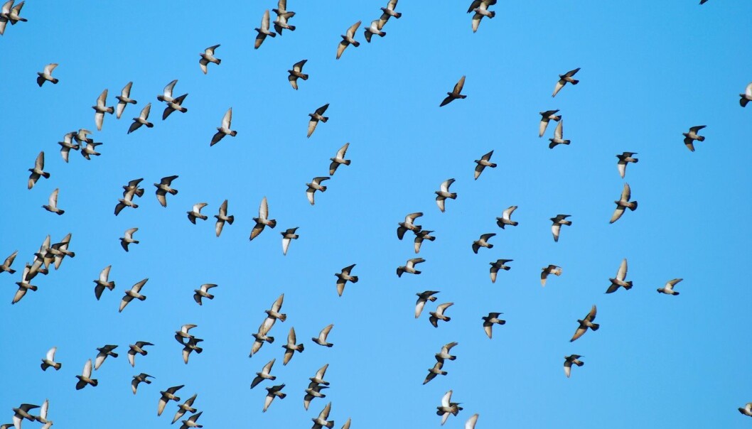En forvirret lederfugl får ikke lov til å lede flokken på avveie.  (Foto: bluehand / Shutterstock / NTB scanpix)
