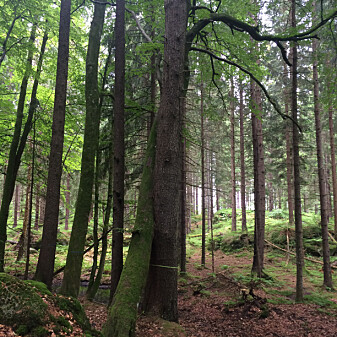 Side ved side. I dag vokser bøk og gran side om side i Vestfold. Hva skjer med det underjordiske nettverket om bøka blir enerådende i framtida? Foto: Yngvild Ransedokken Side ved side. I dag vokser bøk og gran side om side i Vestfold. Hva skjer med det underjordiske nettverket om bøka blir enerådende i framtida? Foto: Yngvild Ransedokken