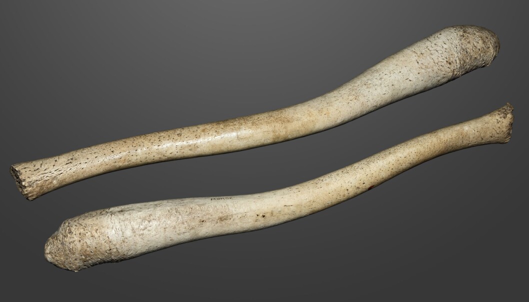 Penisbein fra hvalross. Lengde? Kremt, 59 centimeter. (Foto: Muséum de Toulouse, Creative Commons CC BY-SA 4.0) Penisbein fra hvalross. Lengde? Kremt, 59 centimeter. (Foto: Muséum de Toulouse, Creative Commons CC BY-SA 4.0)
