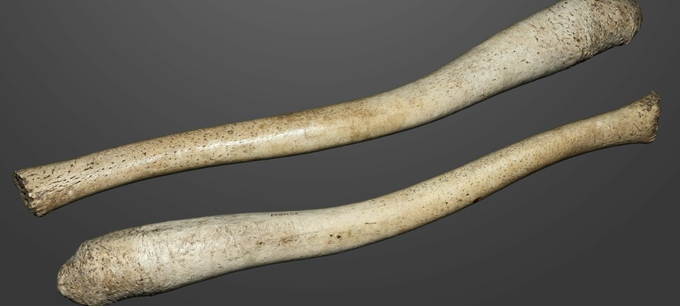Penisbein fra hvalross. Lengde? Kremt, 59 centimeter. (Foto: Muséum de Toulouse, Creative Commons CC BY-SA 4.0)