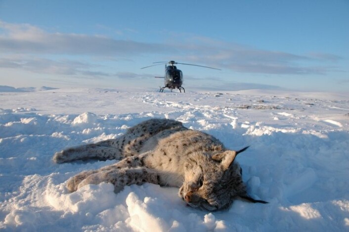 I fra 2007 til 2014 fulgte vi 31 gauper med GPS-halsbånd. Gaupene ble bedøvet fra helikopter. GPS-halbåndene faller av gaupene etter at studien er ferdig (foto: Thomas Strømseth) I fra 2007 til 2014 fulgte vi 31 gauper med GPS-halsbånd. Gaupene ble bedøvet fra helikopter. GPS-halbåndene faller av gaupene etter at studien er ferdig (foto: Thomas Strømseth)
